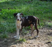 Storm, a female Catahoula Leopard Dog for sale in Livingston, TN – 5 of 7