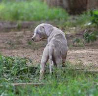 Killer, a male Catahoula Leopard Dog for sale in Livingston, TN – 2 of 7