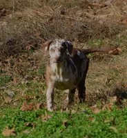 Ruger, a male Catahoula Leopard Dog for sale in Livingston, TN – Photo 4 of 10