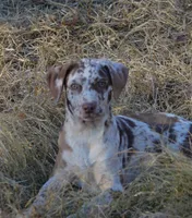 Ruger, a male Catahoula Leopard Dog for sale in Livingston, TN – Photo 9 of 10