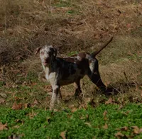 Ruger, a male Catahoula Leopard Dog for sale in Livingston, TN – Photo 5 of 10
