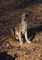 Ruger, a male Catahoula Leopard Dog for sale in Livingston, TN – Photo 1 of 10
