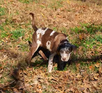 Ruger, a male Catahoula Leopard Dog for sale in Livingston, TN – Photo 3 of 10