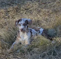 Ruger, a male Catahoula Leopard Dog for sale in Livingston, TN – Photo 7 of 10