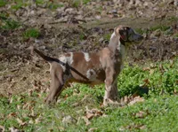 Ruger, a male Catahoula Leopard Dog for sale in Livingston, TN – Photo 6 of 10