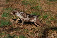 Ruger, a male Catahoula Leopard Dog for sale in Livingston, TN – Photo 2 of 10
