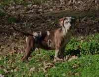 Ruger, a male Catahoula Leopard Dog for sale in Livingston, TN – Photo 10 of 10