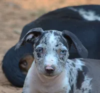 Jester, a male Catahoula Leopard Dog for sale in Livingston, TN – 4 of 7
