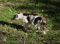Cruella, a female Catahoula Leopard Dog for sale in Livingston, TN – 6 of 8