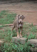 Boss Man, a male Catahoula Leopard Dog for sale in Livingston, TN – 4 of 8