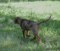 Flame, a female Catahoula Leopard Dog for sale in Livingston, TN – 9 of 9