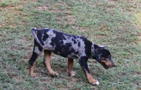 Eclipse, a female Catahoula Leopard Dog for sale in Livingston, TN – 2 of 9
