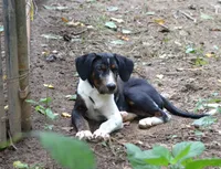 Impact, a male Catahoula Leopard Dog for sale in Livingston, TN – 4 of 7