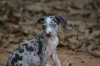 Jester, a male Catahoula Leopard Dog for sale in Livingston, TN – 7 of 7