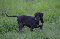Vader, a male Catahoula Leopard Dog for sale in Livingston, TN – 5 of 10