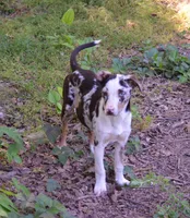 Storm, a female Catahoula Leopard Dog for sale in Livingston, TN – 7 of 7