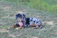 Eclipse, a female Catahoula Leopard Dog for sale in Livingston, TN – 5 of 9