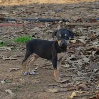 Highland Rim's Angus, a male Louisiana Catahoula Leopard Dog for sale in Livingston, TN – Photo 6 of 8