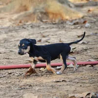 Highland Rim's Angus, a male Louisiana Catahoula Leopard Dog for sale in Livingston, TN – Photo 7 of 8