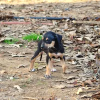 Highland Rim's Angus, a male Louisiana Catahoula Leopard Dog for sale in Livingston, TN – Photo 8 of 8