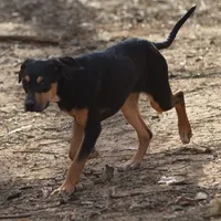 Highland Rim's Angus, a male Louisiana Catahoula Leopard Dog for sale in Livingston, TN – Photo 3 of 8