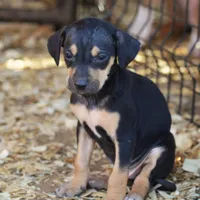 Highland Rim's Angus, a male Louisiana Catahoula Leopard Dog for sale in Livingston, TN – Photo 5 of 8