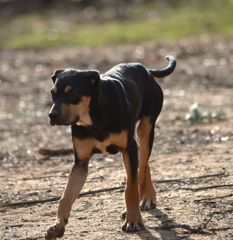 Highland Rim's Angus