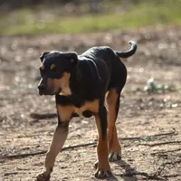 Highland Rim's Angus, a male Louisiana Catahoula Leopard Dog for sale in Livingston, TN – Photo 1 of 8