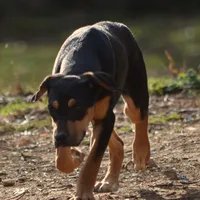 Highland Rim's Angus, a male Louisiana Catahoula Leopard Dog for sale in Livingston, TN – Photo 4 of 8