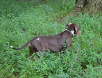 Jolt, a male Catahoula Leopard Dog for sale in Livingston, TN – 4 of 9