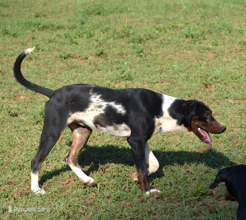 Impact – Catahoula Leopard Dog puppy for sale in Livingston, TN