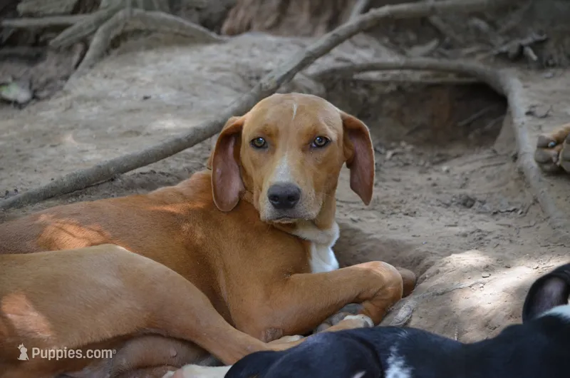 Dixie – Catahoula Leopard Dog puppy for sale in Livingston, TN