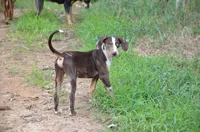 Crash, a male Catahoula Leopard Dog for sale in Livingston, TN – 3 of 10