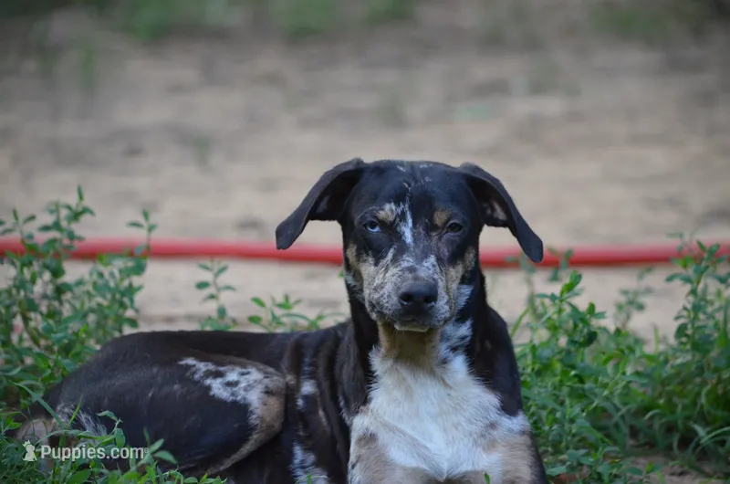 Peanut – Catahoula Leopard Dog puppy for sale in Livingston, TN