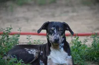 Peanut, a male Catahoula Leopard Dog for sale in Livingston, TN – 1 of 7
