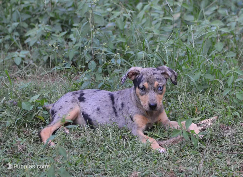 Blueberry – Catahoula Leopard Dog puppy for sale in Livingston, TN