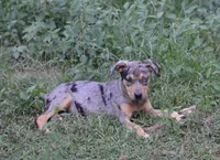 Blueberry, a female Catahoula Leopard Dog for sale in Livingston, TN – 1 of 8