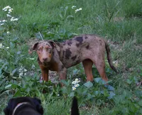 Flame, a female Catahoula Leopard Dog for sale in Livingston, TN – 6 of 9