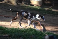 Storm, a female Catahoula Leopard Dog for sale in Livingston, TN – 4 of 7