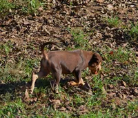 Flossy, a male Catahoula Leopard Dog for sale in Livingston, TN – 6 of 7