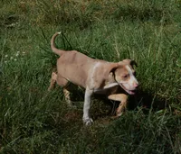 Perdiia, a female Catahoula Leopard Dog for sale in Livingston, TN – 6 of 8