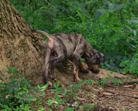 Cobalt, a male Catahoula Leopard Dog for sale in Livingston, TN – 5 of 10