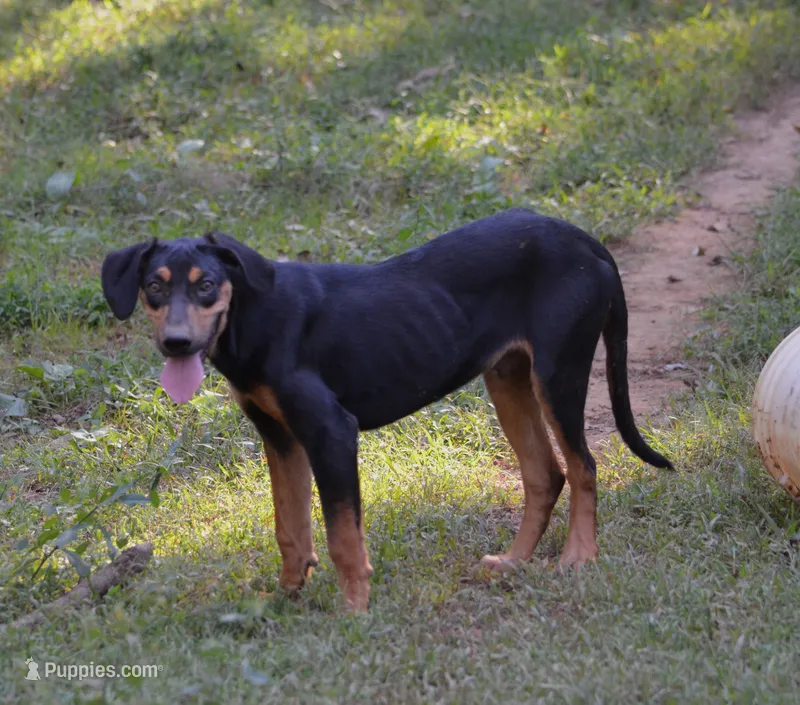 Thud – Catahoula Leopard Dog puppy for sale in Livingston, TN