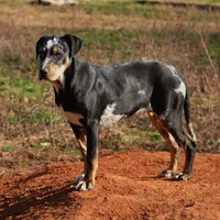 Highland Rim's Maud, a female Louisiana Catahoula Leopard Dog for sale in Livingston, TN – Photo 1 of 10