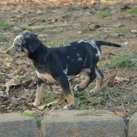 Highland Rim's Maud, a female Louisiana Catahoula Leopard Dog for sale in Livingston, TN – Photo 5 of 10