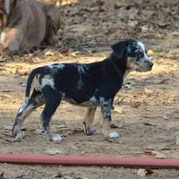 Highland Rim's Maud, a female Louisiana Catahoula Leopard Dog for sale in Livingston, TN – Photo 4 of 10