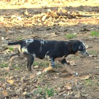 Highland Rim's Maud, a female Louisiana Catahoula Leopard Dog for sale in Livingston, TN – Photo 8 of 10