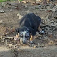 Highland Rim's Maud, a female Louisiana Catahoula Leopard Dog for sale in Livingston, TN – Photo 7 of 10