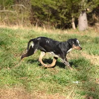 Highland Rim's Maud, a female Louisiana Catahoula Leopard Dog for sale in Livingston, TN – Photo 3 of 10