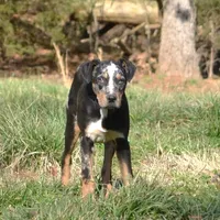 Highland Rim's Maud, a female Louisiana Catahoula Leopard Dog for sale in Livingston, TN – Photo 2 of 10